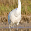 Whooping Crane